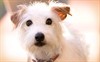 Отель для собак (Hotel for Dogs)
