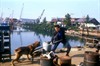 Тернер и Хуч (Turner & Hooch)