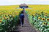 И все осветилось (Everything Is Illuminated), кадр из фильма