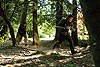 Стрелок (Shooter)