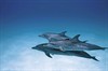 Дельфины и киты 3D (Dolphins and Whales 3D: Tribes of the Ocean)