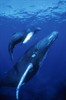 Дельфины и киты 3D (Dolphins and Whales 3D: Tribes of the Ocean)